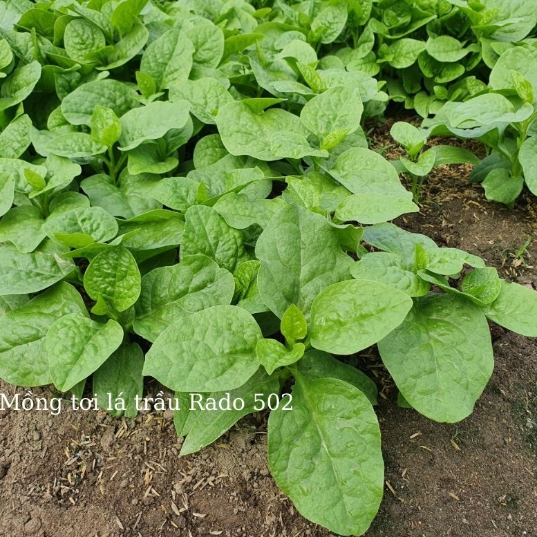 Hạt Giống Mồng Tơi Lá Trầu (RADO502) 20gr