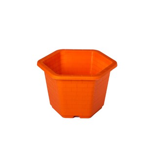 Combo 10 chậu lục giác 31x20cm
