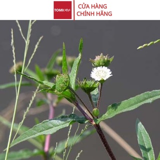 Cây nhọ nồi hay con gọi là cỏ mực Sasuke 1kg tác dụng tốt tóc và tốt cho thận