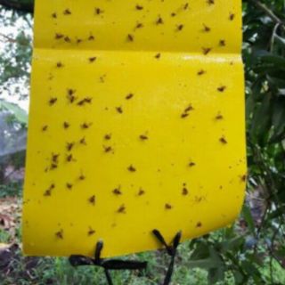 20 miếng keo bẫy ruồi vàng cho trồng trọt KT 26 x 42 gấp mở