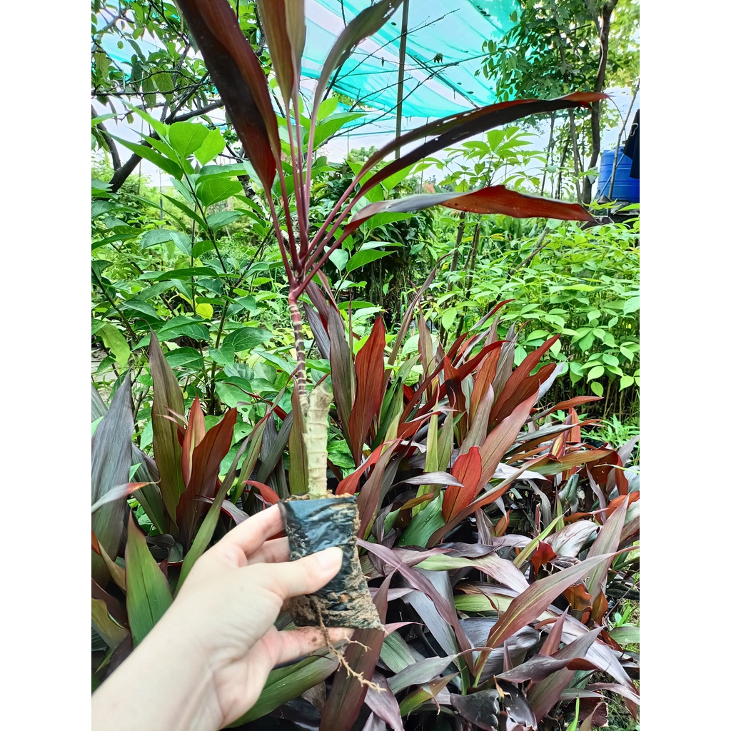 Cây giống huyết dụ