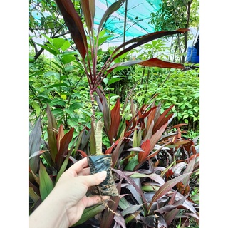 Cây giống huyết dụ