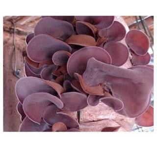Nấm mèo ( mộc nhĩ) khô loại 100g