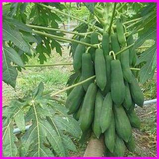 [ Hạt giống Cây ăn trái] Gói 100 hạt giống đu đủ lùn F1 Thái Lan ruột đỏ - Mina Shop