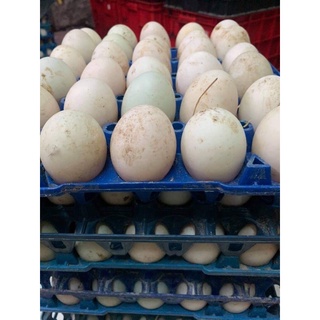 Trứng vịt size to