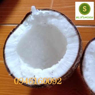 Dừa Sáp Loại Ngon, Đặc sản Trà Vinh, Bao hàng, sỉ lẻ toàn quốc | BigBuy360 - bigbuy360.vn