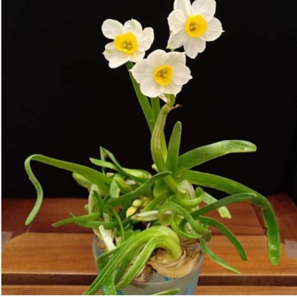 Củ giống hoa thủy tiên