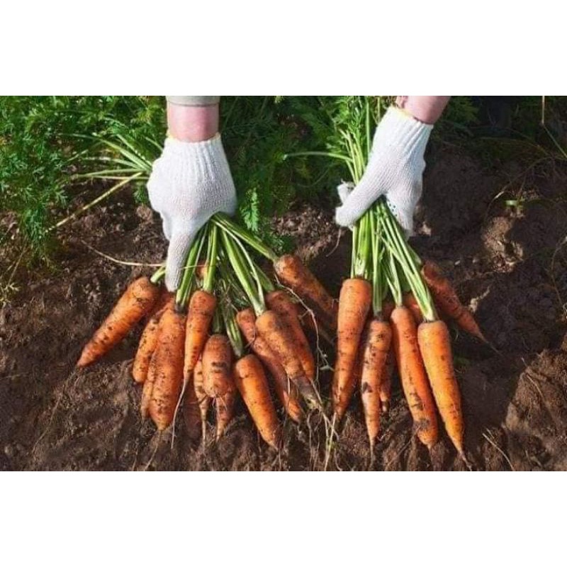 Hạt giống cà rốt F1 Trang Nông gói 2gr