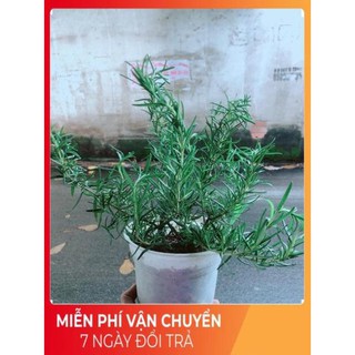 Hương Thảo (cao 40cm,ngang 20cm)