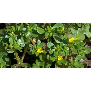 Hạt giống Rau Sam Phú Nông (PN132667) - 2g