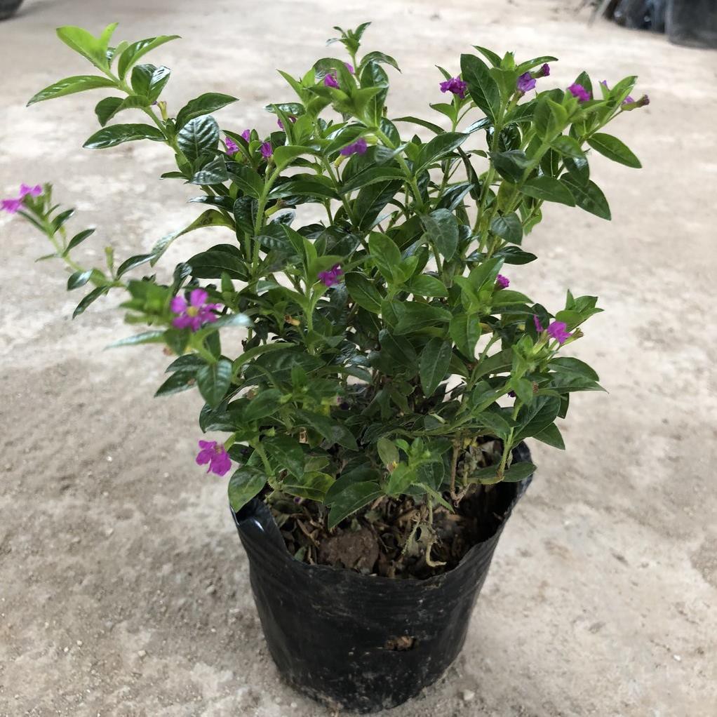 Cây cẩm tú mai cao 15-20cm đường kính 15-20cm hoa nở rực rỡ nhiều nhánh sum suê cực to cực đẹp