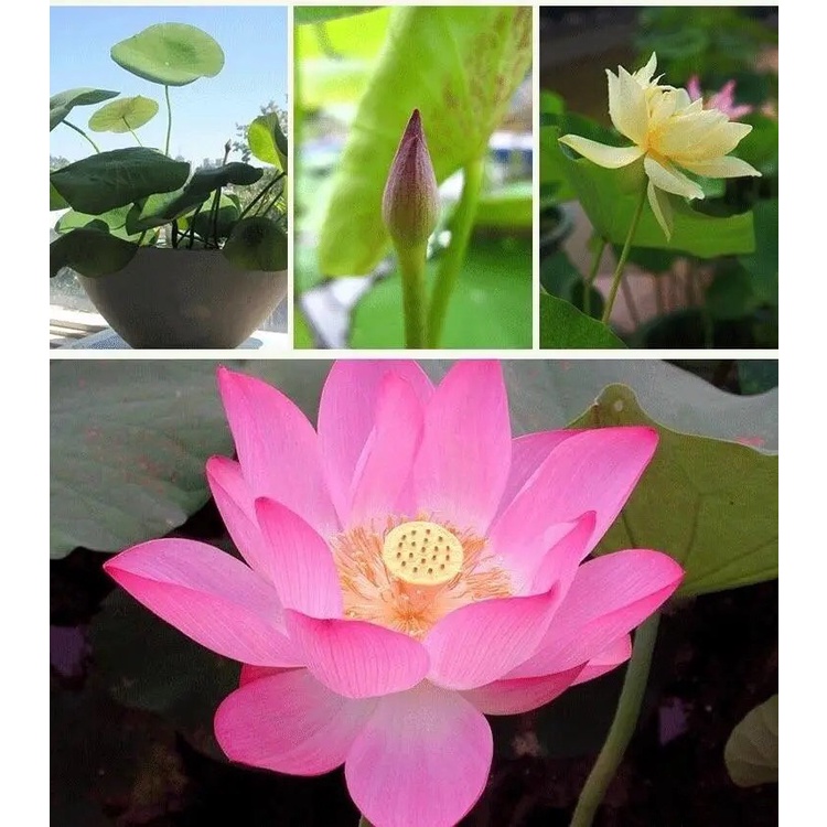 Combo mix 20 hạt giống sen mini tiểu cảnh  - tặng kèm hạt tinh thể và kích rễ Seed Land