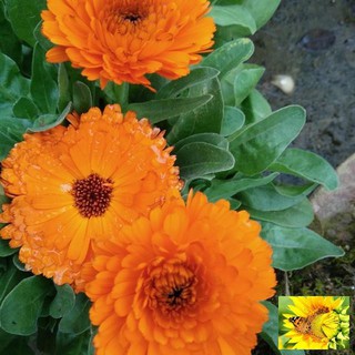 🌟Gói 100 Hạt Giống Hoa Cúc Susi Nảy Mầm 90%🌟 Cúc Vô Ưu