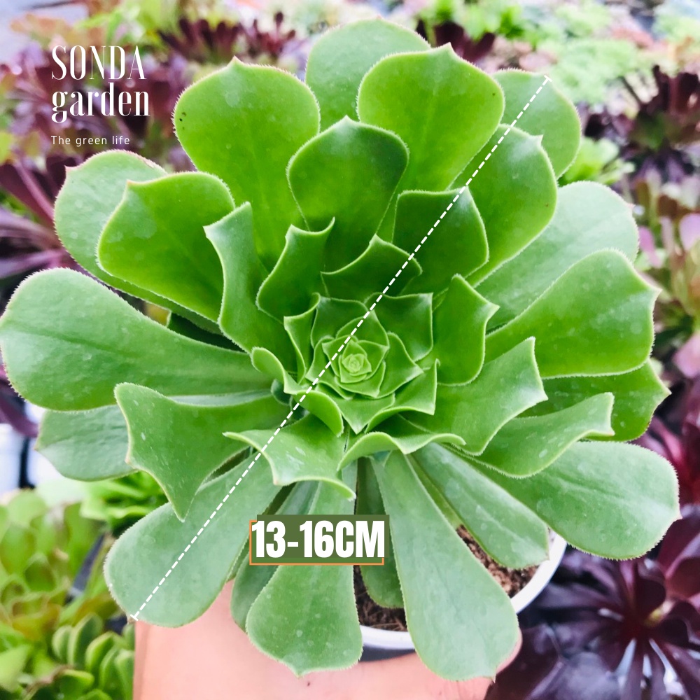 Sen đá aeo xanh SONDA GARDEN size trung bình 13-16cm, xuất xứ Đà Lạt, khoẻ đẹp, lỗi 1 đổi 1