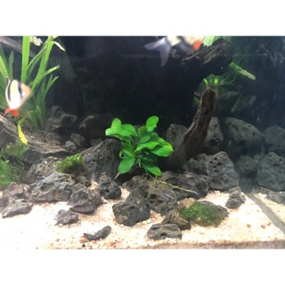 ĐÁ NHAM THẠCH ĐEN SET UP THUỶ SINH