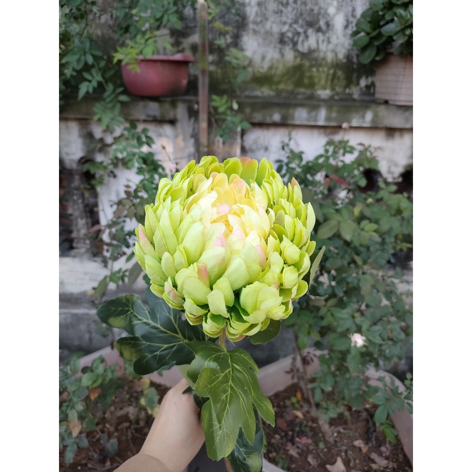 Cành Cúc Đại Đóa Cao 75cm. Hoa Giả Cao Cấp, Trang Trí Nhà Cửa, Phòng Khách Cực Kỳ Sang Trọng Và Nổi Bật