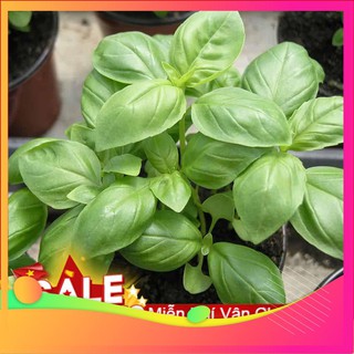 Hạt giống húng tây -100 hạt vietgar