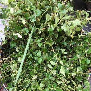 Lá tắm cho bé