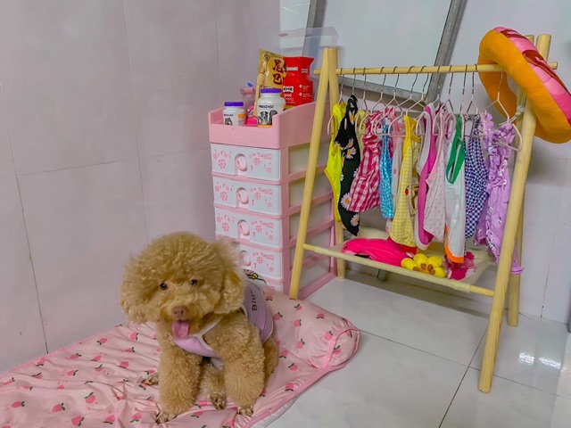 Kệ quần áo, Gía treo đồ dành có thú cưng
