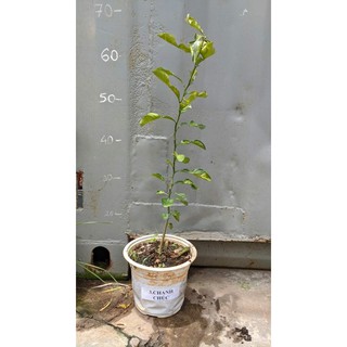 Cây Giống Chanh Chúc