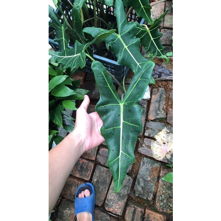 Alocasia Sarian cây kiểng lá trồng decor trang trí