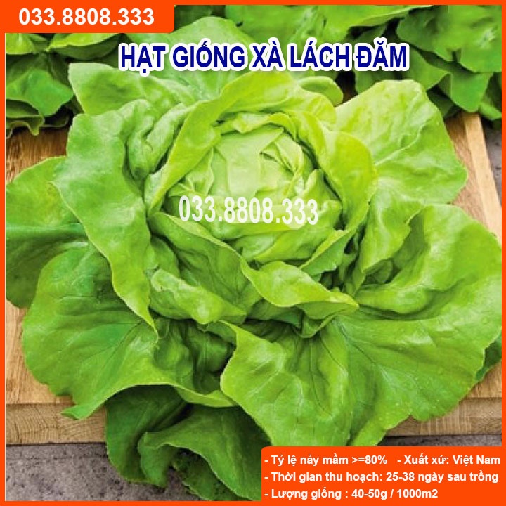 Hạt Giống Xà Lách Đăm ( Xà Lách Hoa Hồng) 2g - Giống Tốt Giá Rẻ