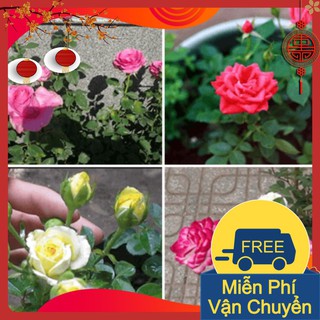 Combo 3 Gói Hạt Giống Hoa Hồng Tỷ Muội