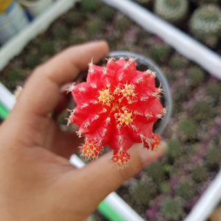 Hồng ngọc tháp - xương rồng