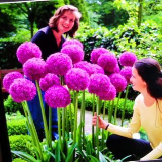 Gói 100 hạt giống hành hoa tím nở hoa quanh năm kéo dài 2-3 năm