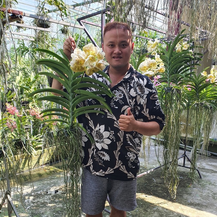 Hoa Lan Vanda Vàng Golden - Bông To Đẹp