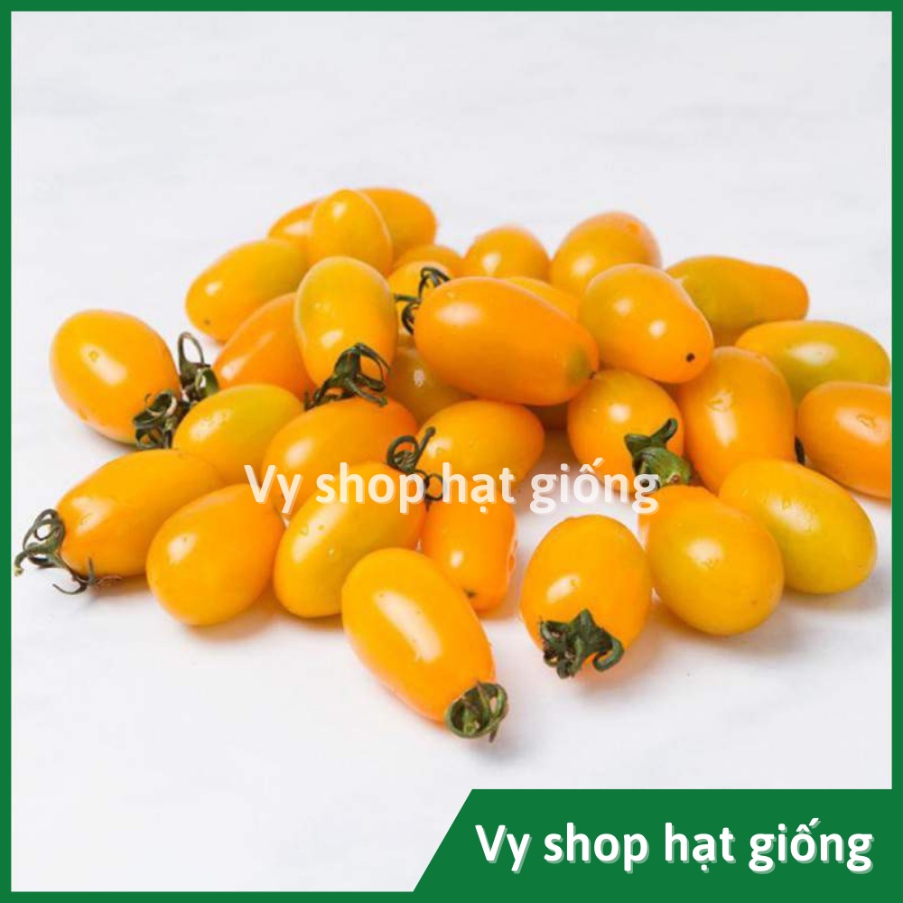 Hạt giống cà chua trái cây vàng Sweet boy Thái Lan gói 30 hạt