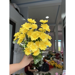 cúc tana siêu đẹp