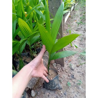 Cây cau lùn tứ quý [Rẻ nhất shopee] [Sỉ inbox]