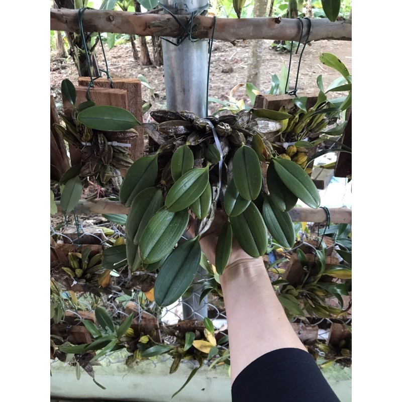 🍀HÀNG ĐẸP🍀Hoa Lan vẩy rồng đang nụ