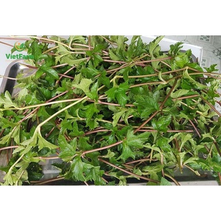 Lá sài đất tươi tắm cho bé