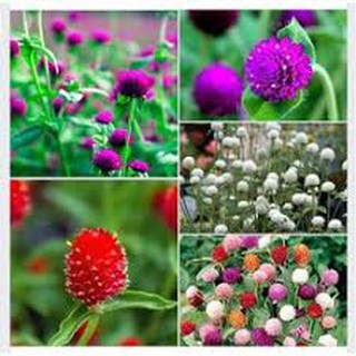 50 hạt giống cúc bách nhật