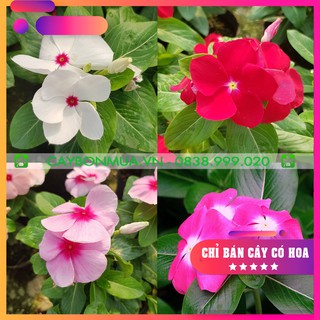 [HOT] Dừa cạn thái đứng, cây đã có hoa như hình,lựa chọn bốn màu trắng/ tím/ đỏ/hồng, bịch đen cao 15-20cm.