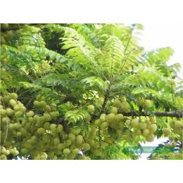 Cây Chùm Ruột Ngọt TháiLan.