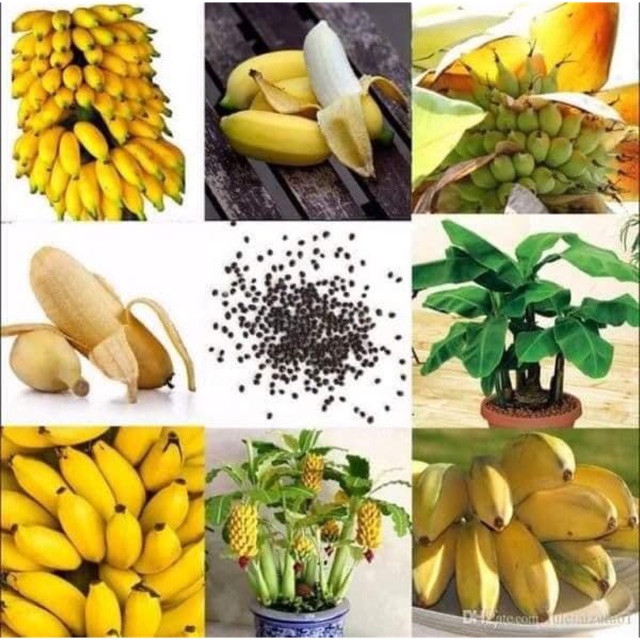 Chuối cảnh mini hàng loại 1