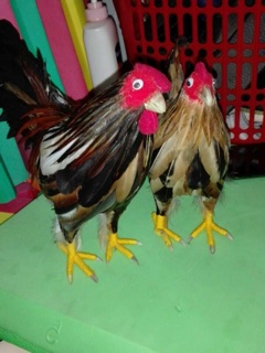 Gà mô hình bằng bông cặp trống mái kèm 5 gà con