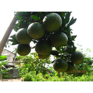 Cây giống cam sành