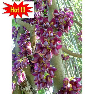 Hoa leo Huyết long 10 hạt