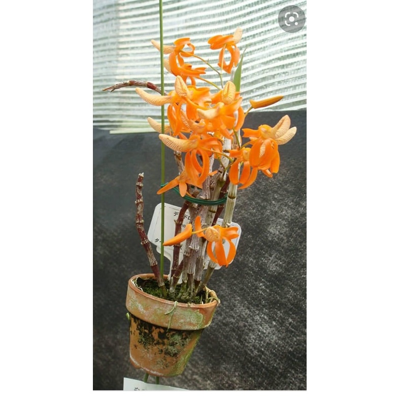Hoa Lan tổng hợp 16 món HOA TẾT