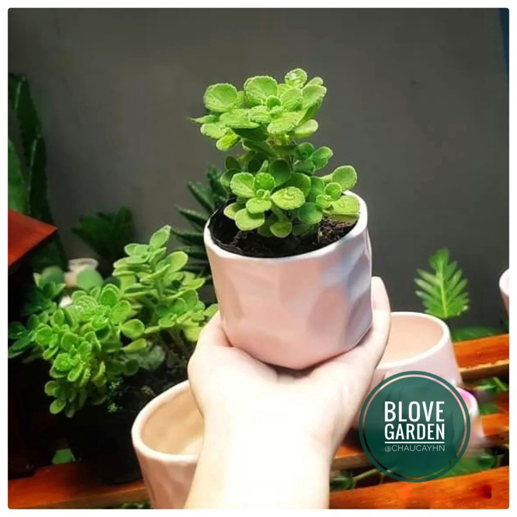 Chậu sứ Bát Tràng Hình mắt na trồng sen đá xương rồng,cây văn phòng, Decor Trang trí nhà cửa cực xinh sắn