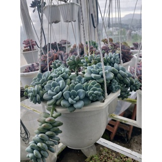 Sen Đá Sỏi Thiên Thanh Châu Treo Size Lớn Thụ