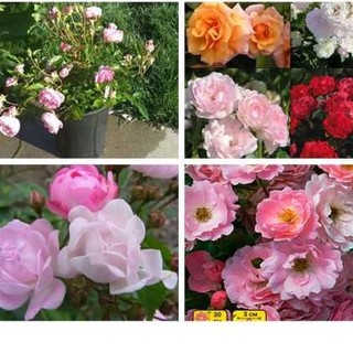 HẠT GIỐNG HOA HỒNG THƠM MINI MIX MÀU