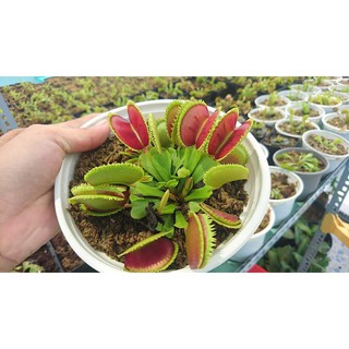 Hạt Giống Cây Ăn Thịt