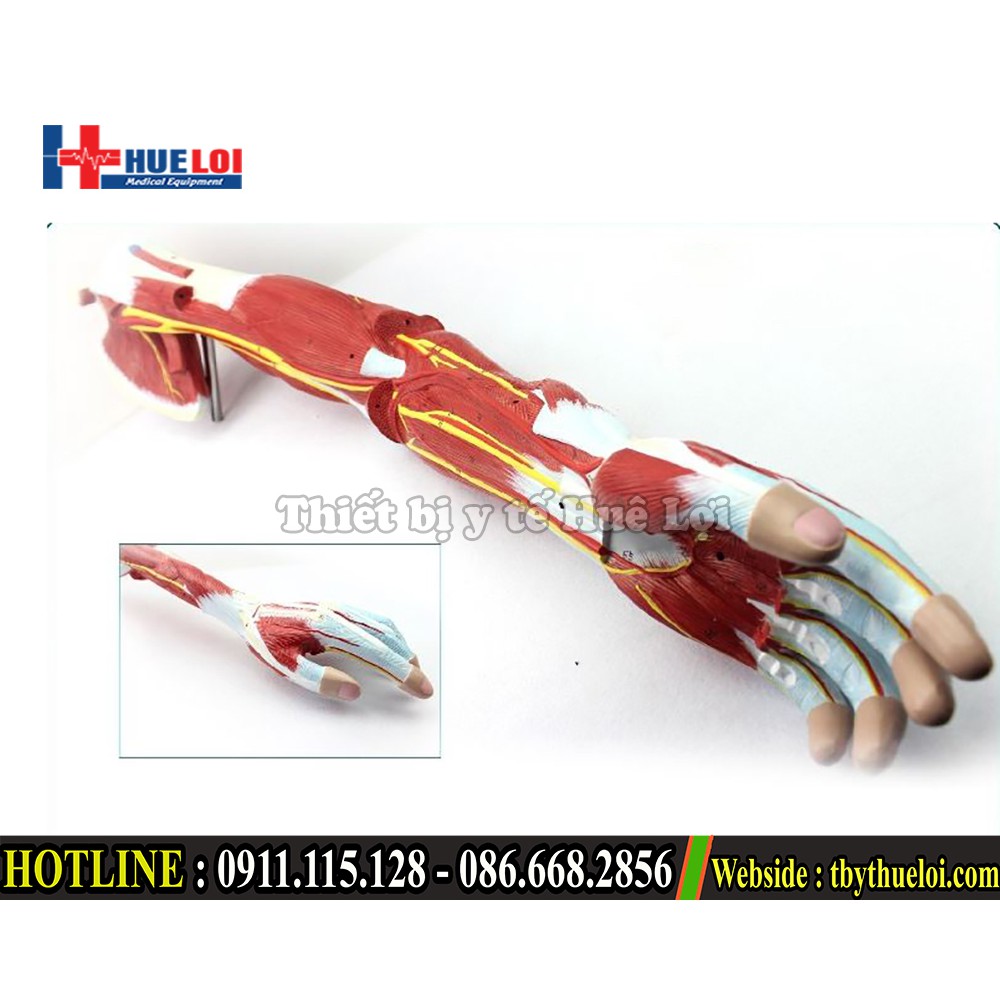 Bộ mô hình giải phẫu cơ và thần kinh chi trên - Mô hình giải phẫu cơ tay