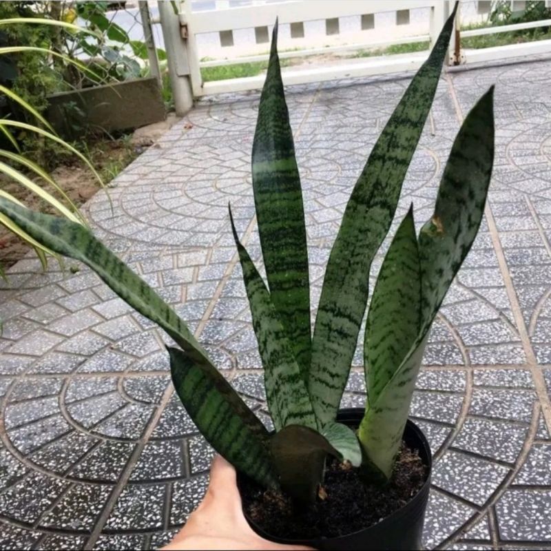 Cây Lưỡi Hổ