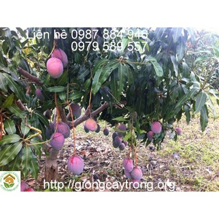 Cây giống xoài Tím Thái Lan - Giongcaytrong.org